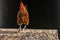 Farmyard rooster perched on a gate in an educational farm