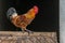 Farmyard rooster perched on a gate in an educational farm