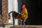 Farmyard rooster perched on a gate in an educational farm