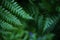 Farn Plant Leaves, Evergreen Forest, Close up, Boreal Vegetation, Northern, Wilderness, Beautiful Nature. Mystical Forest