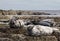 Farne Island Grey Seals