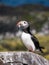 Farne Island Puffin with sand eels