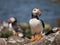 Farne Island Puffin with sand eels