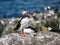 Farne Island Puffins