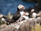 Farne Island Puffins