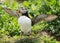 Farne Island Puffins