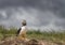 Farne Island Puffins