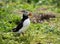 Farne Island Puffins