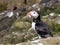 Farne Island Puffins carrying sand eels