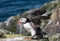 Farne Island Puffins with sand eels