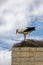 Faro Portugal. Stork on nest on church bell tower