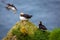 Faroe Islands, Europe. Puffins in Mykines. Portrait