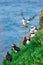 Faroe Islands, Europe. Puffins in Mykines. Portrait