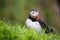 Faroe Islands, Europe. Puffins in Mykines. Portrait