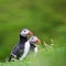 Faroe Islands, Europe. Puffins in Mykines. Portrait