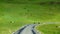 Faroe Islands, sheep crossing the road