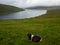 Faroe Islands, view over Lake Leitisvatn. Green grass fields and sheep in the foreground.