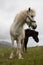 Faroese Horses