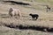 Faroese landscape with beautiful mountains with Cute little lamb and sheep on the foreground