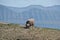 Faroese landscape with beautiful mountains and sheep on the foreground.