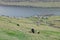 Faroese landscape with Cute little lambs and sheep