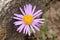 `Farrer`s Aster` flower - Aster Farreri