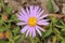 `Farrer`s Aster` flower - Aster Farreri