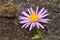 `Farrer`s Aster` flower - Aster Farreri