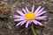 `Farrer`s Aster` flower - Aster Farreri