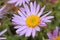 `Farrer`s Aster` flower - Aster Farreri