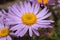 `Farrer`s Aster` flower - Aster Farreri