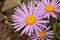 `Farrer`s Aster` flower - Aster Farreri