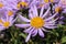 `Farrer`s Aster` flower - Aster Farreri