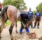 Farrier performing maintenance on old horseshoe for horse hoof