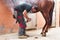 Farrier placing the hot shoe on the horse`s hoof.