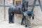 Farrier preparing hoof, Blacksmith at Work, Horseshoer