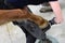 Farrier shoeing a horse