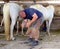 Farrier shoeing a white horse