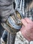 Farrier use nail and hammer on forged horsesshoe