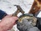 Farrier use nail and hammer on forged horsesshoe