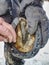 Farrier use nail and hammer on forged horsesshoe