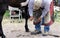 Farrier work: Cleaning a horse hoof.