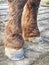 Farrier work. Clear hoof after using hoof rasp, knife, hoof pliers