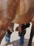 Farrier work: examining a horse hoof.