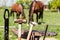 Farrier work tools: anvil, pincers, hammer and horseshoe. In the background two horses grazing on a green meadow