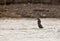 Fasciated Tiger Heron fishing in a river