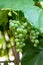Fascicle green grape among the leaves. Vine branch with racemules of grape