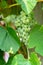 Fascicle green grape among the leaves. Vine branch with racemules of green grape