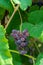 Fascicle red grape growing among the leaves. Vine racemules of red grape.