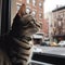 Fascinated American Shorthair Looking out Window